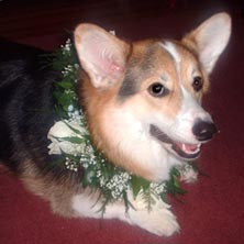 the winning grin of Widget in her wedding finery